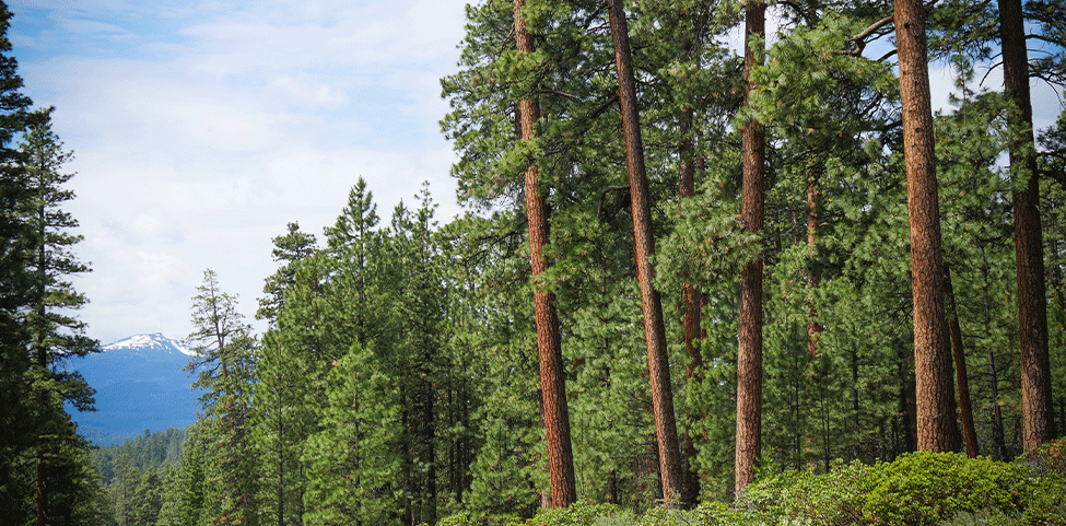 Michigan-State-Pine-Tree-Image
